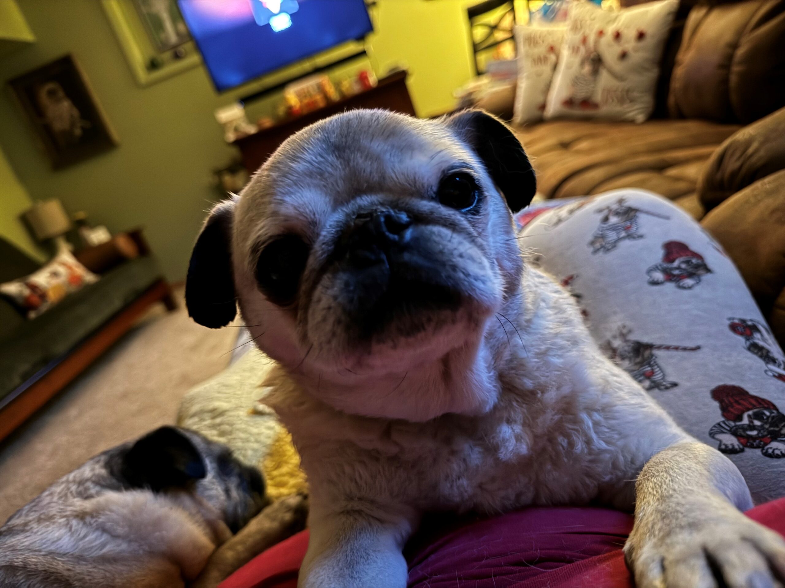 Bella tan Pug Dog sottobicchieri – Puppy cute Puppies MUM Fun