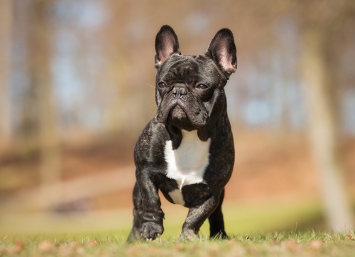 Frenchie