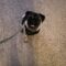 Cooper