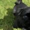 Shadow