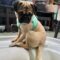 Bug the Pug