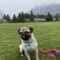 Bug the Pug