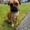 Sir Charlie