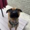 Sir Charlie (Rollo)