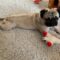 Bug the Pug