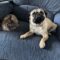 Bug the Pug