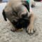 Bug the Pug