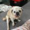 Bugsy