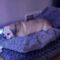 Brinkley