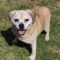 Brinkley