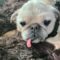 Bugsy