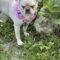 Powderpuff aka Blondie
