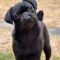 Pugzilla