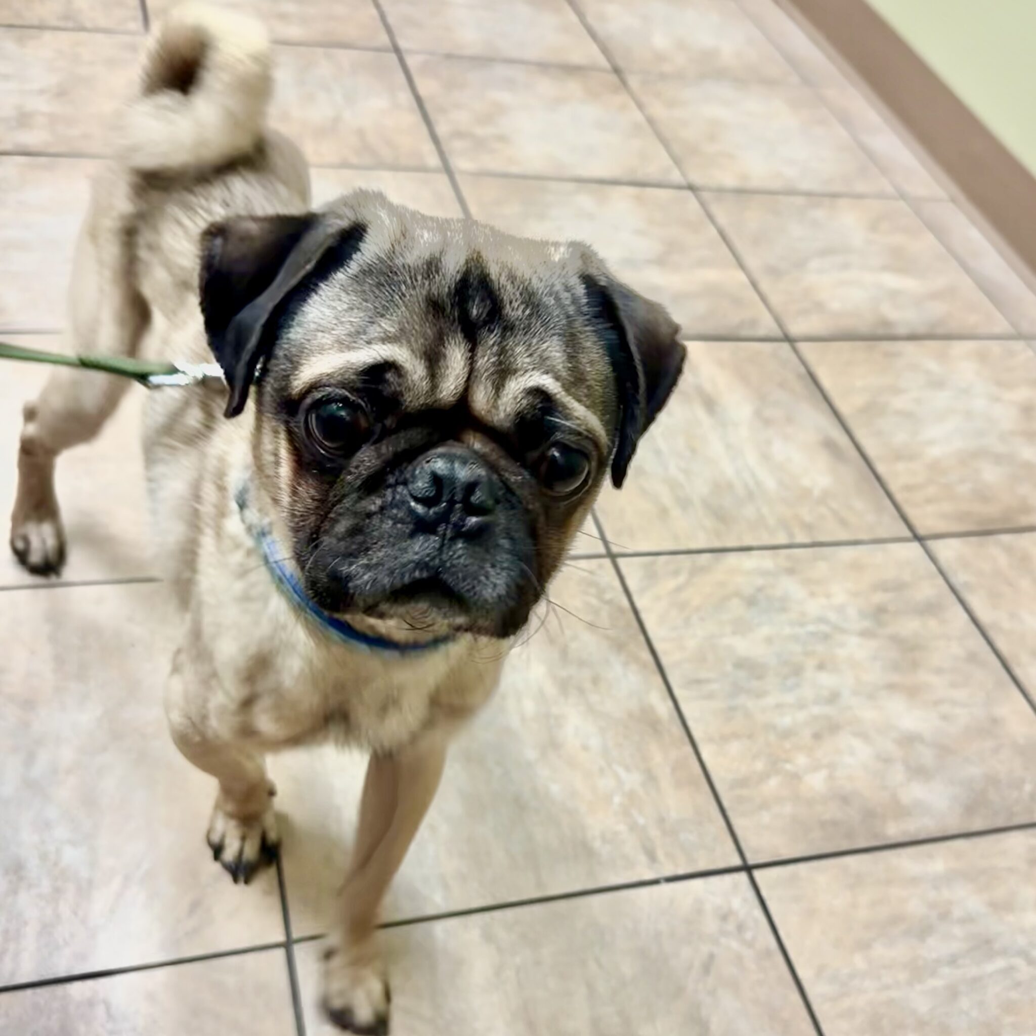 Available Dogs – Church of Pug
