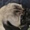 Squish