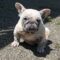 Dottie