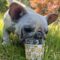 Dottie