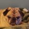 Bugsy