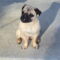 Charlie