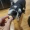 Cookie