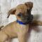 Gonzo