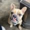 Dozer