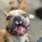 Dozer