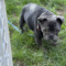 Dumpling