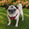 Skye
