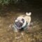 Fido