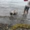 Fido